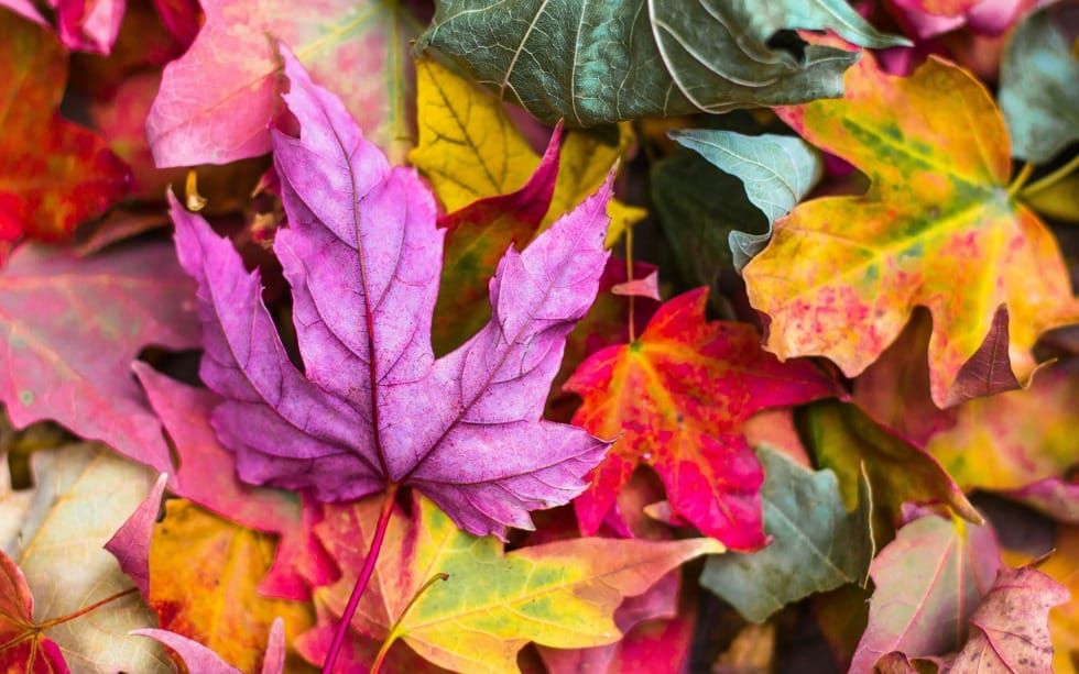 Recognize Which Season You Are In (Ecclesiastes 3)