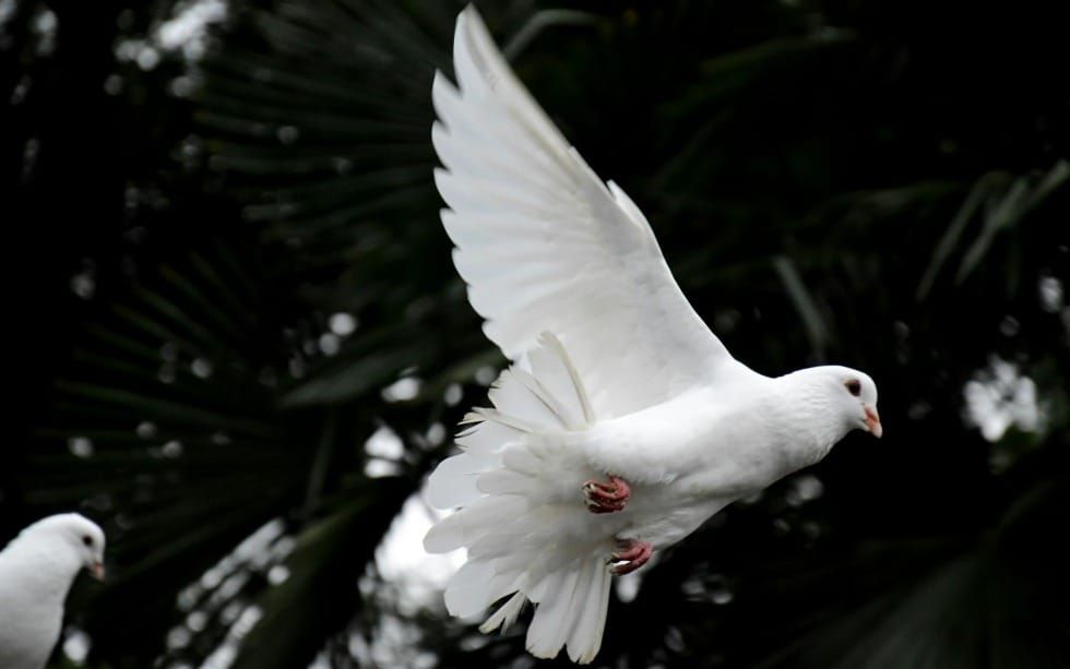 What Jesus and Doves Taught Me About Real Success (Matthew 9-10, Mark 6, and Luke 9)