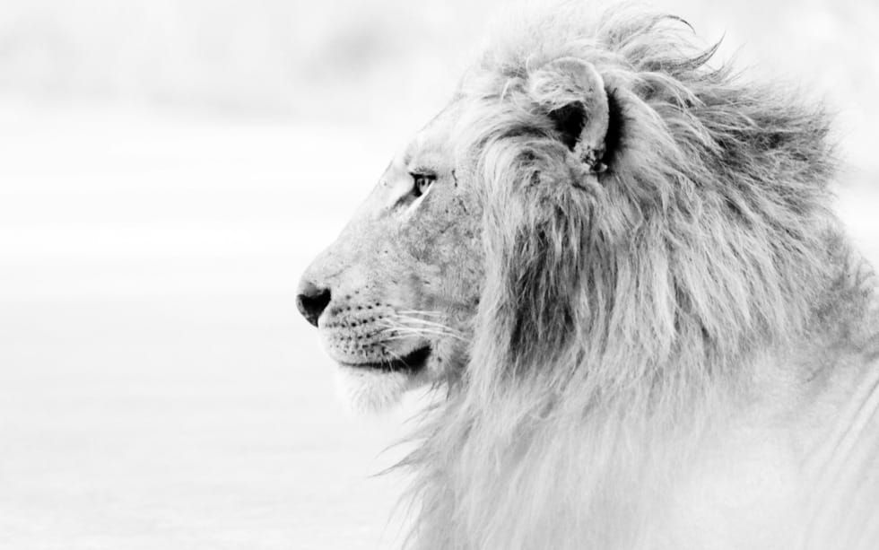 What Animals Taught Me About God (Proverbs 30)
