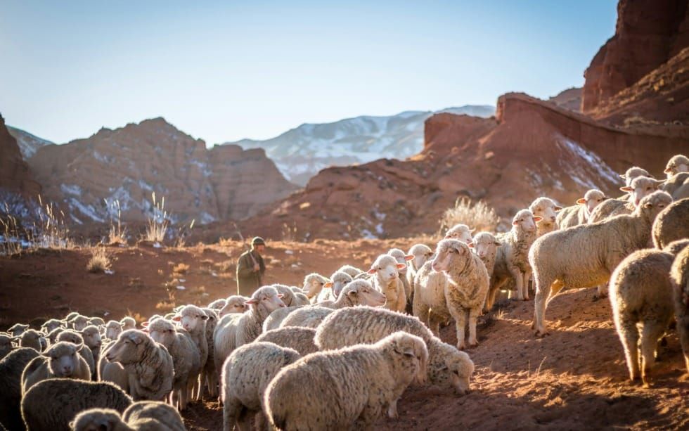 Do You Know the Good Shepherd’s Voice? (Luke 10-11; John 10:1-21)