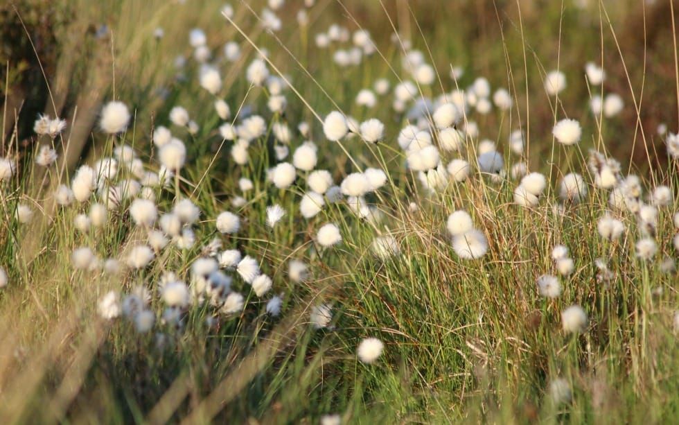 There Is a God Who Is For You (Psalm 116-118)