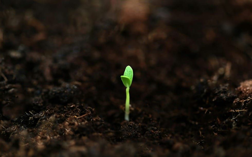 Sometimes It Takes a Death to Bring New Life