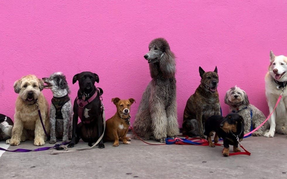 Watch Out for Dogs