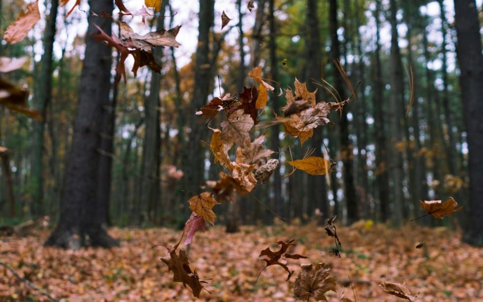 Are Your Habits Keeping You Rooted or Letting You Drift?