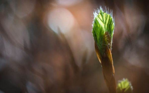 The Beauty of New Beginnings (Isaiah 43)