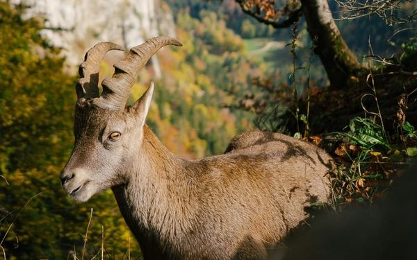 Why Would God Tell a Man to Kill His Son? (Genesis 21-22)