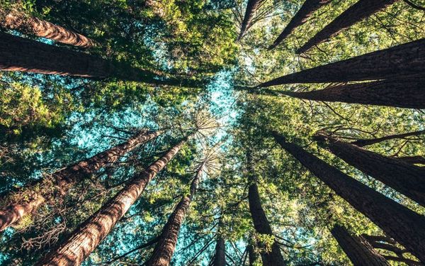 Walking in Wisdom with Christ (Proverbs 1:20-33)