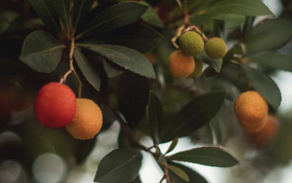 What Does Genesis 3 Teach Me About Sin and Redemption? (Genesis 3)