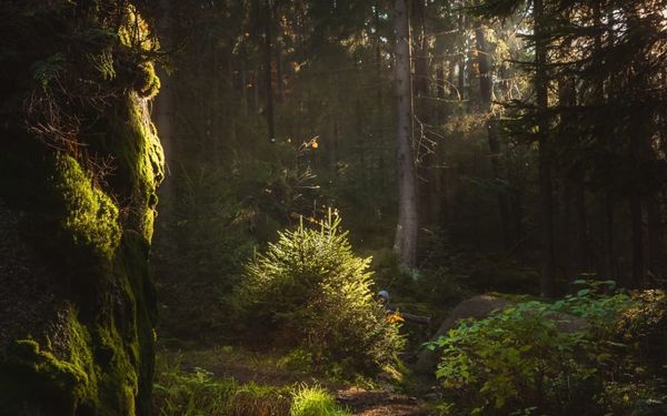 What Genesis 2 Reveals about God's Design for Life (Genesis 2)