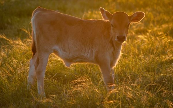 Why Our Only Hope Is Christ (Exodus 32-34)