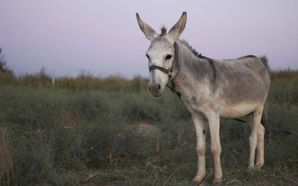 Why Does God Still Use People Who Disobey Him? (Numbers 22-30)