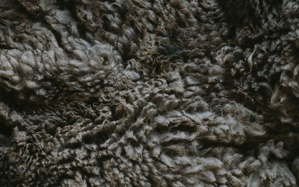 What are “Fleece Prayers” and Should Christians Pray Them? (Judges 6-10)