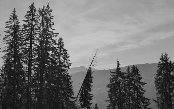 When Pride Gets in the Way (2 Samuel 18-21)