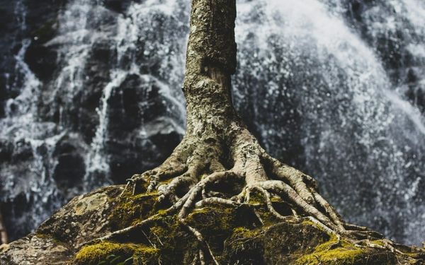 Do You Stand for God When No One Else Does? (Daniel 1-4)