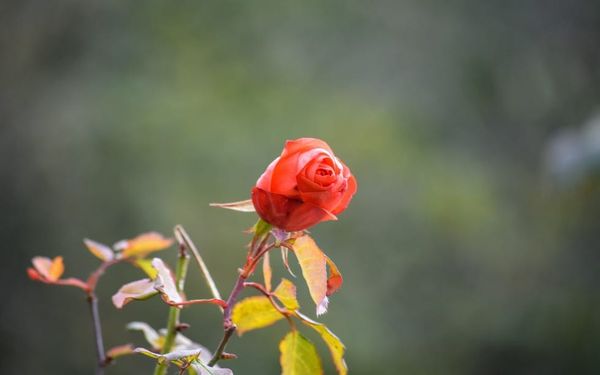 Do You Reflect God’s Beauty? (Ezekiel 13-24)