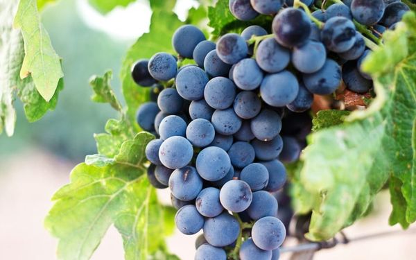 What I Learned About Jesus Turning Water into Wine (John 1:35-2)