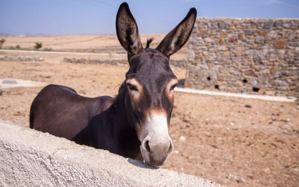 Am I Too Stubborn? (Psalm 78-81)