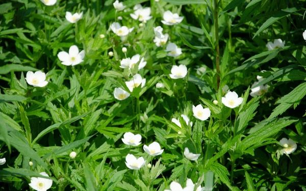 God Protects His Scattered People (Esther 7-10)