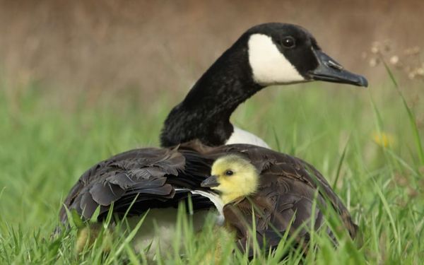 Where Are You Dwelling? (Psalm 90-93)