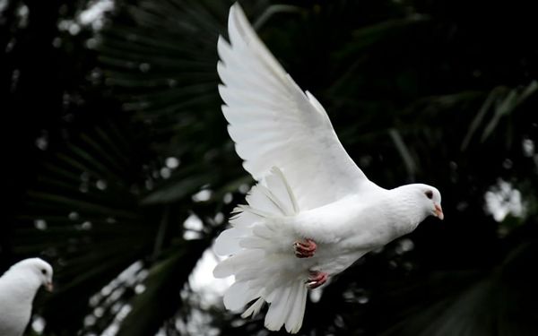 What Jesus and Doves Taught Me About Real Success (Matthew 9-10, Mark 6, and Luke 9)