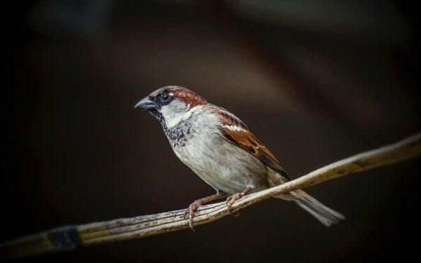 Overcoming Daily Anxiety by Seeking the Kingdom First (Matthew 6)