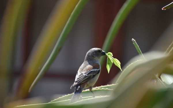 Do You Long to Be with God? (Psalm 82-85)