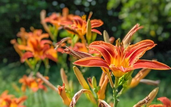 Are You Impatient with God? (Psalm 86-89)