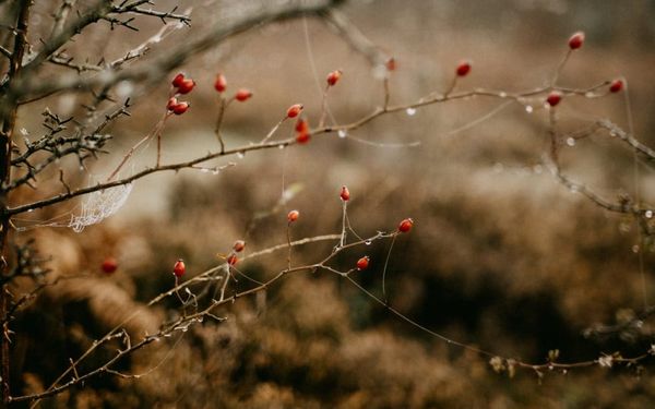 Does Life Feel Worthless? (Ecclesiastes 1-2)