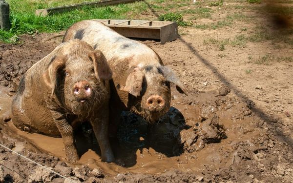 Can Jesus Mess with Your Pigs? (Matthew 8, Mark 4-5, and Luke 8)