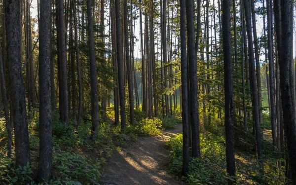 Stay on the Path with Christ (Matthew 8-9, Mark 1 and Luke 5)