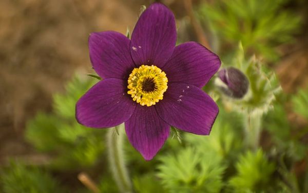 Am I Majoring in the Minors? (Matthew 12, Mark 2-3, and Luke 6)