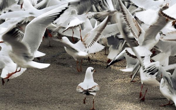 Do You Feel Like an Outsider? (Ephesians 1-2)