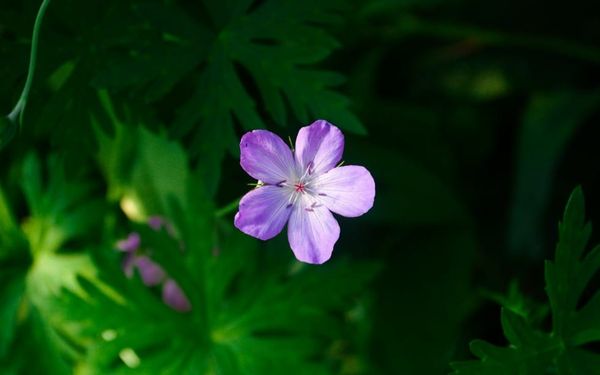 Don’t Grow Weary of Doing Good (2 Thessalonians 2-3)