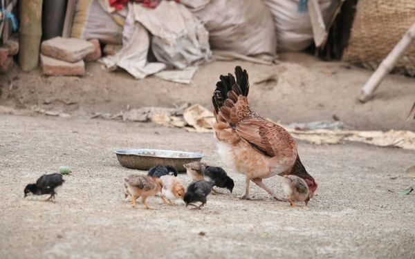 Do You Nurture Those You Lead? (1 Thessalonians 1-2)