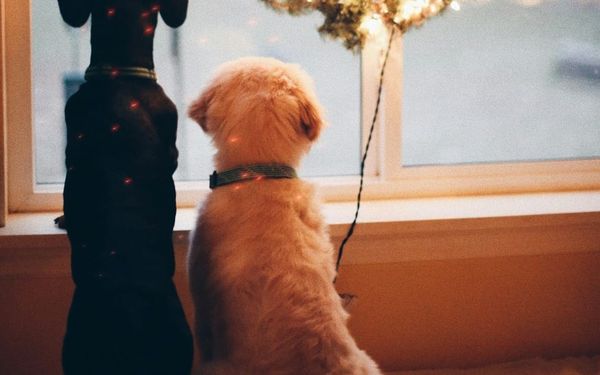 Let This Christmas Week Be a Week of Rest