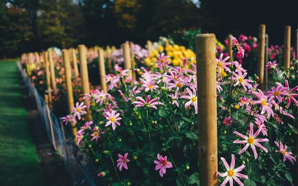 Are You Growing Fake Flowers?