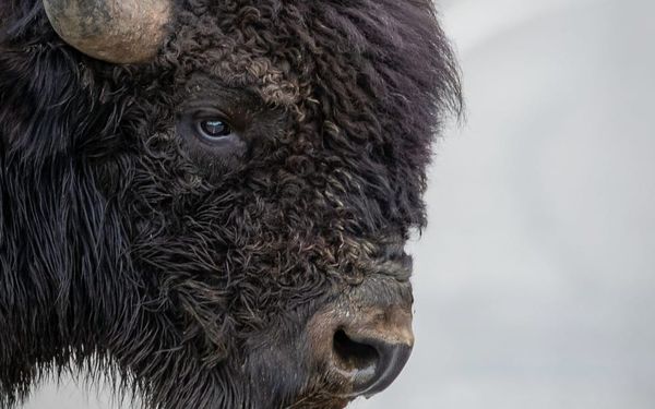 When a Bison Messes Up Your Family Plans at Yellowstone
