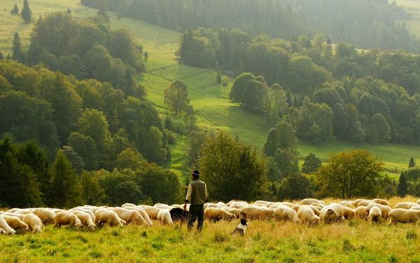 Living Like the Lord is My Shepherd