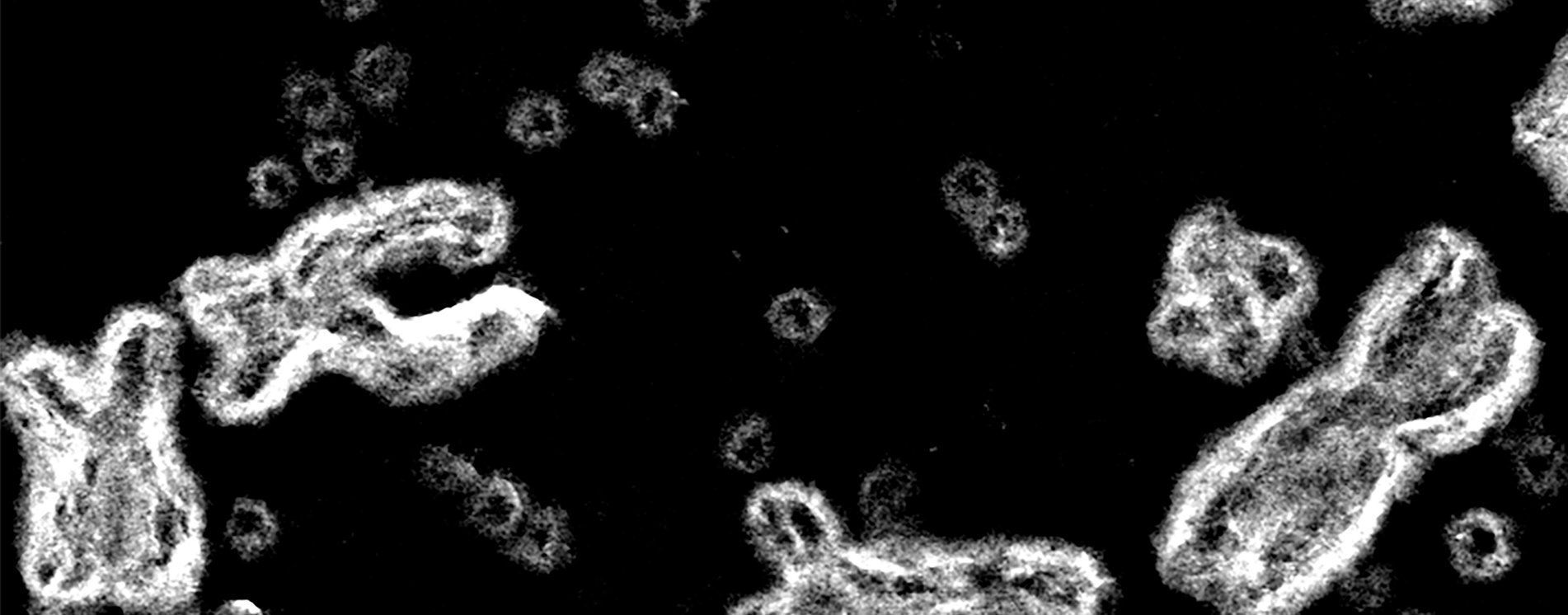 Les Chaînes d'Eymerich (Valerio Evangelisti)