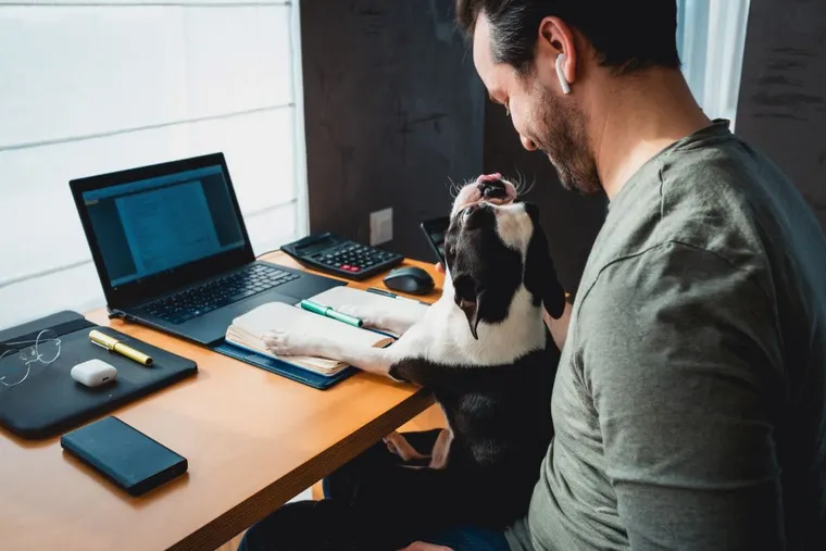 Empresa oferece licença a funcionário que adotar animal