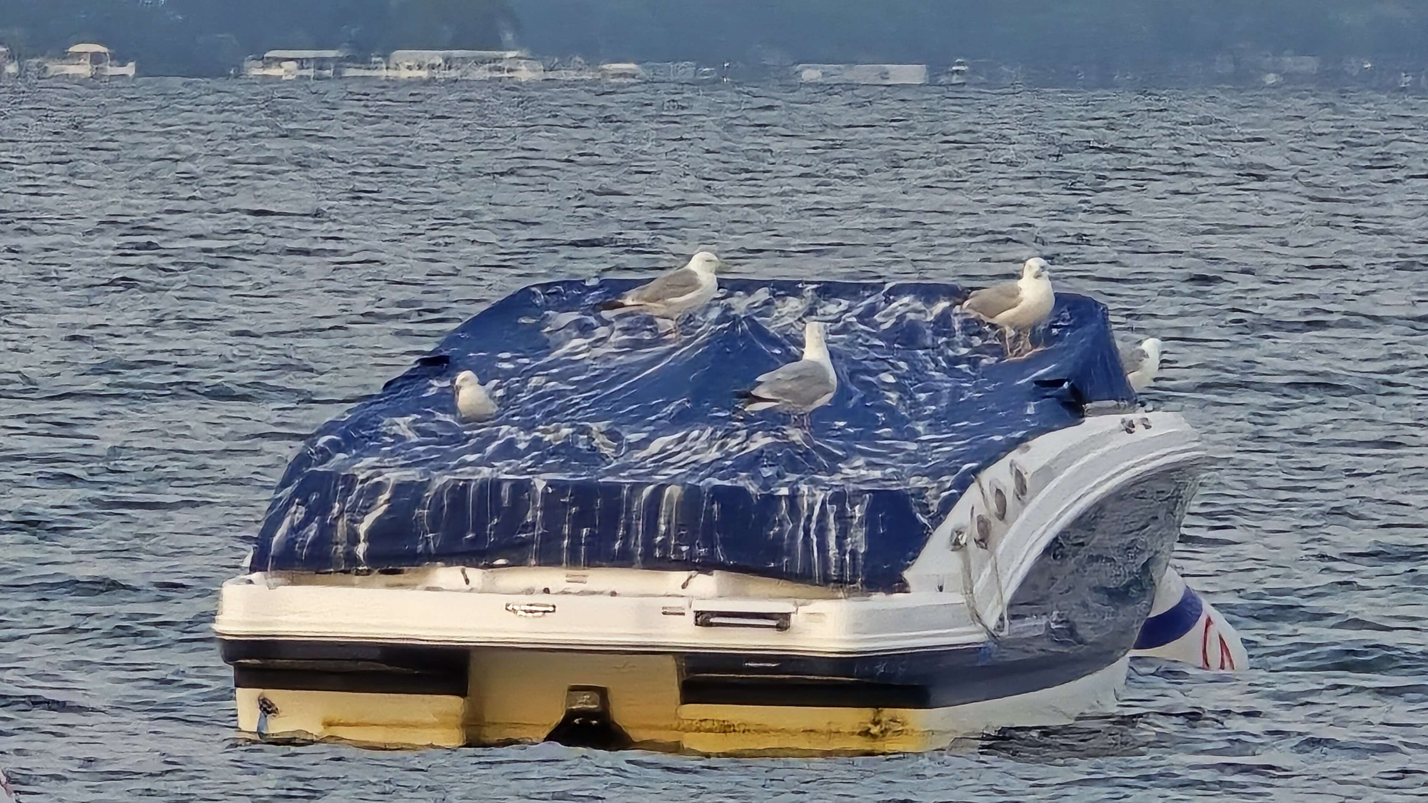 A photo of a four gulls sitting of the bird poop-covered awning over an expensive power boat.