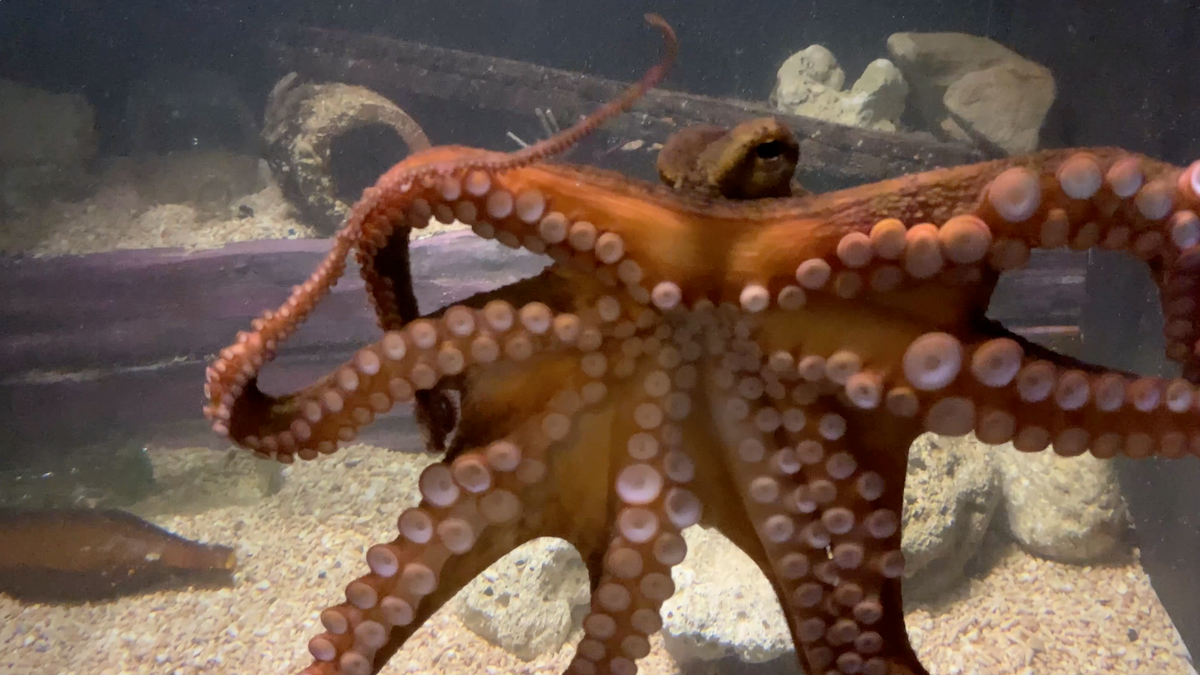 That time an octopus wanted to punch me in the face