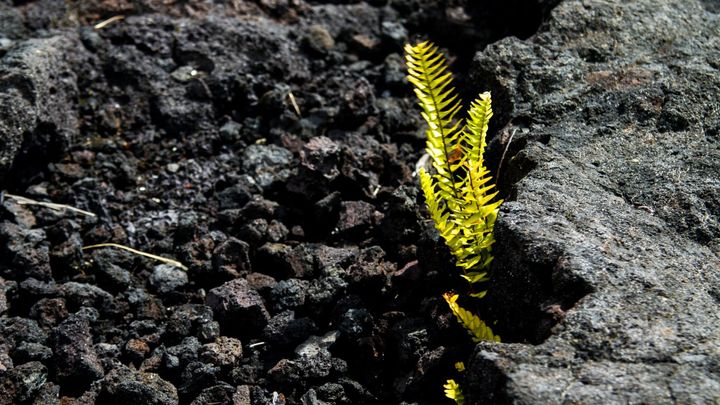 A single, small fern grows out of otherwise barren soil.