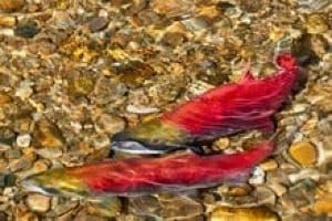 Spawned out salmon: A personal reflection
