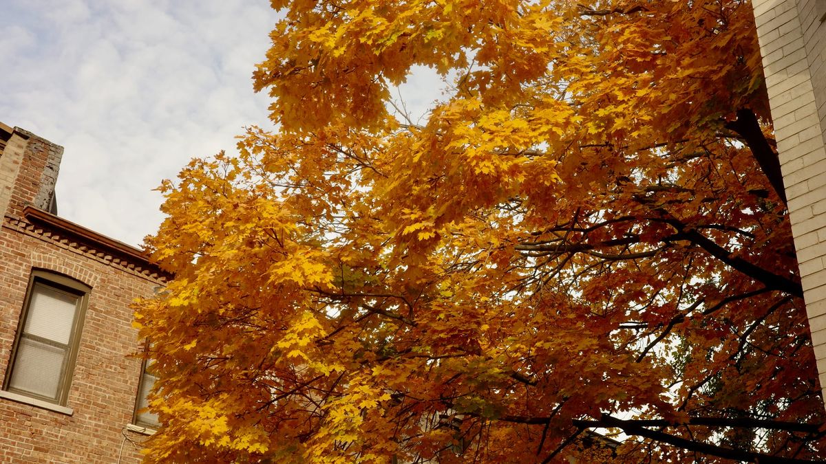 The Fall