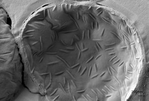 Scope Creep, 2024-07-19.