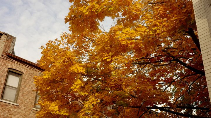 The Fall
