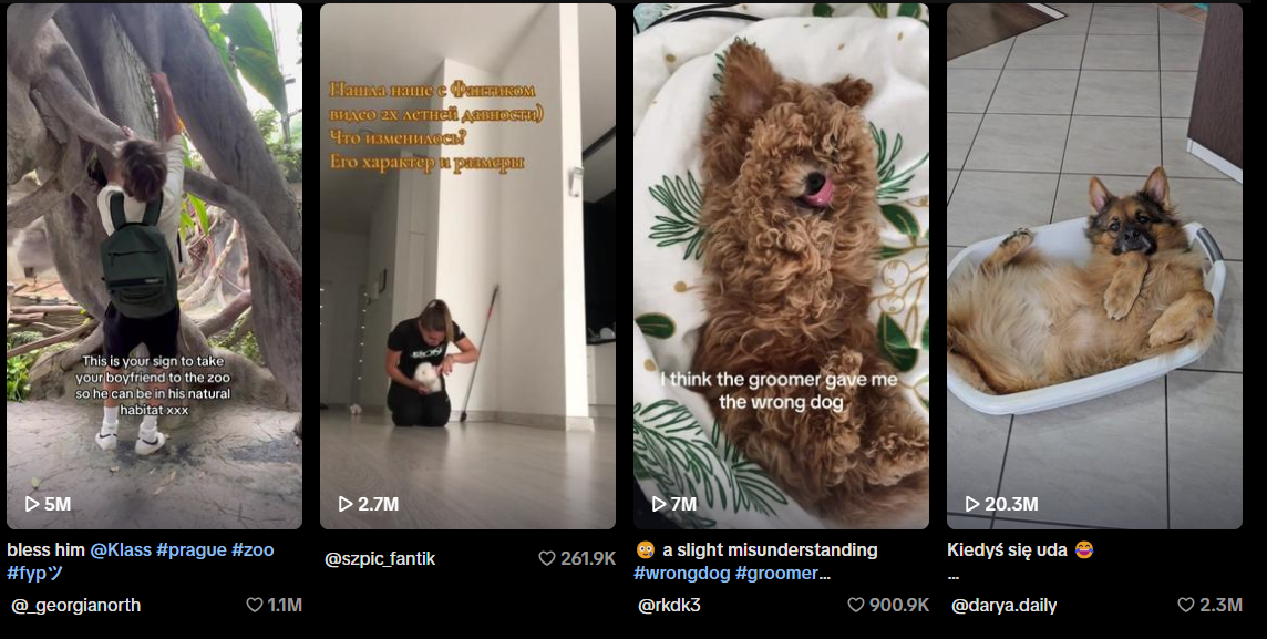 tiktok dogs