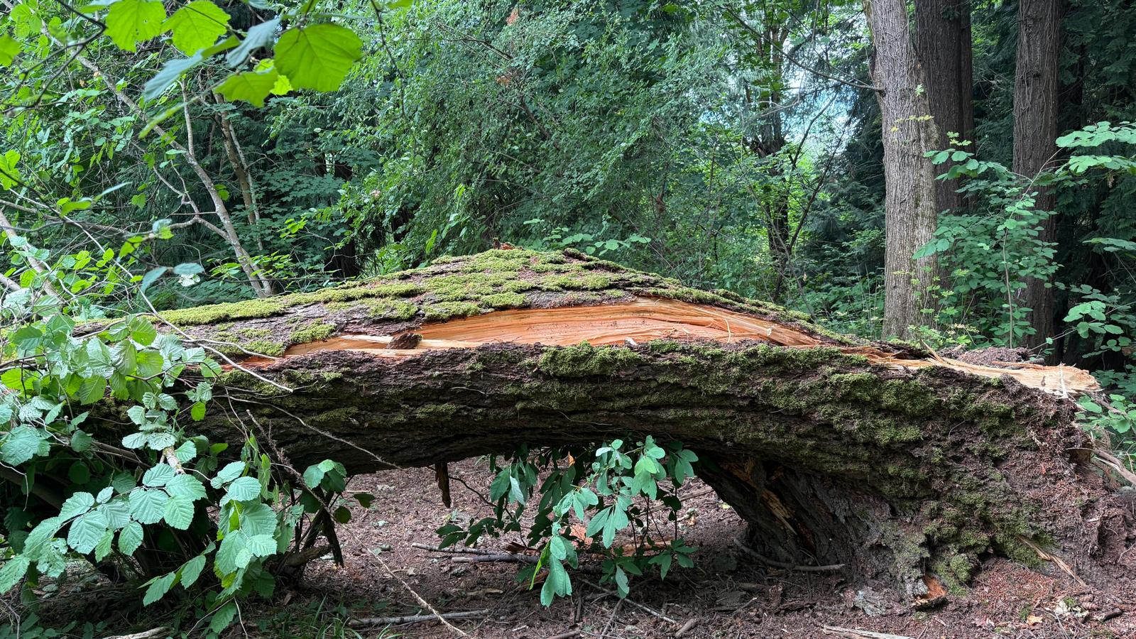 mossy tree fallen