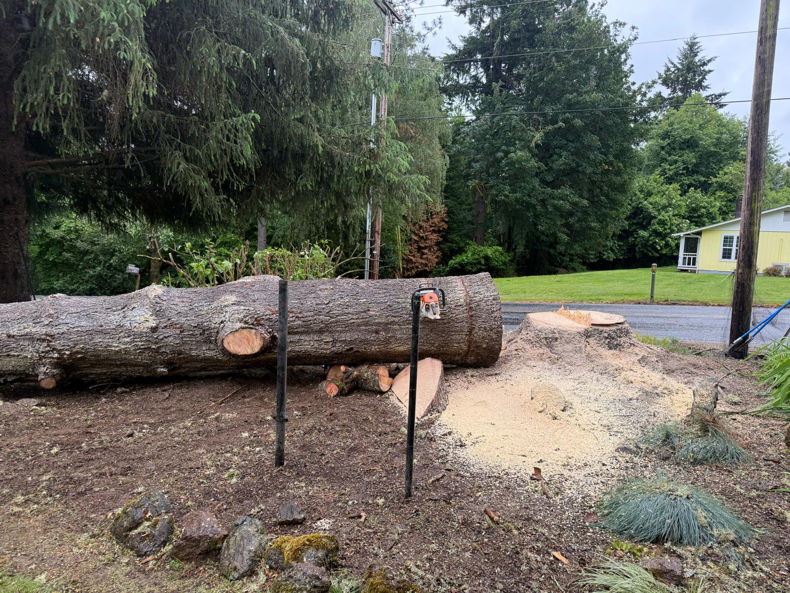 tree chopped down